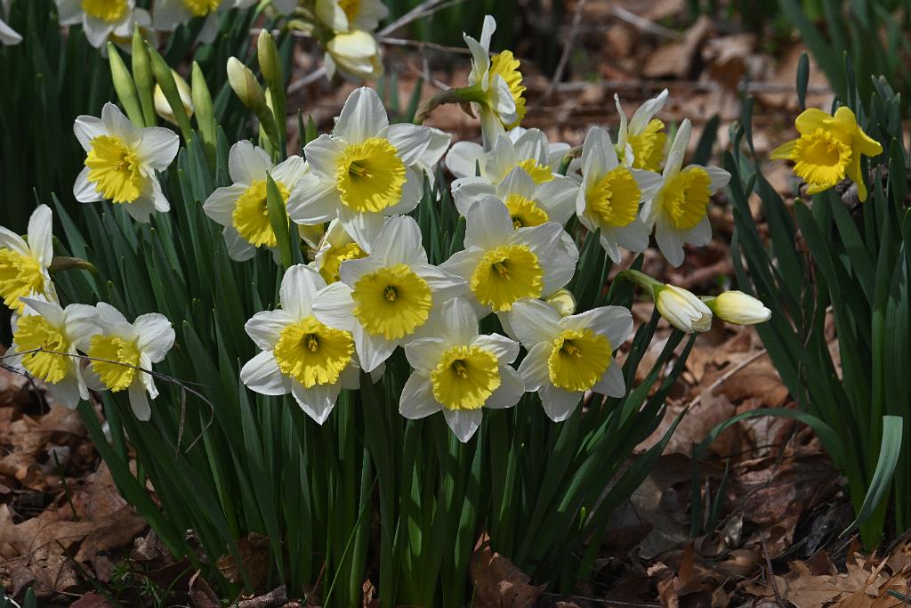 2025-04046232 Tower Hill Botanic Garden, MA.JPG - Daffodil. New England Botanic Garden at Tower Hill, MA, 4-4-2025